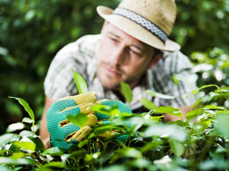WCAG 2.1 AA compliant gardening information for Shadwell users