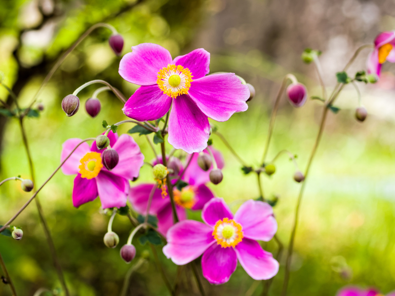 professional gardeners garden