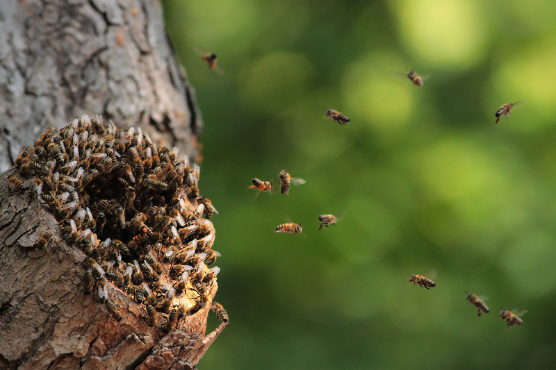irrigation system Garden