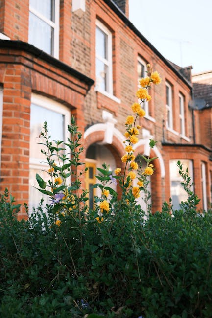A close-up view of a lush front garden featuring vibrant yellow flowering plants with fluffy blooms and dark green, glossy leaves, situated in front of a traditional red-brick terraced house. The gard