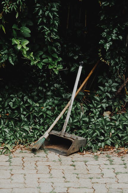 A pair of gardening tools, including a broom and a dustpan, leaning against dense green foliage of a hedge in a garden setting. The hedge has glossy, dark green leaves with some lighter green new grow